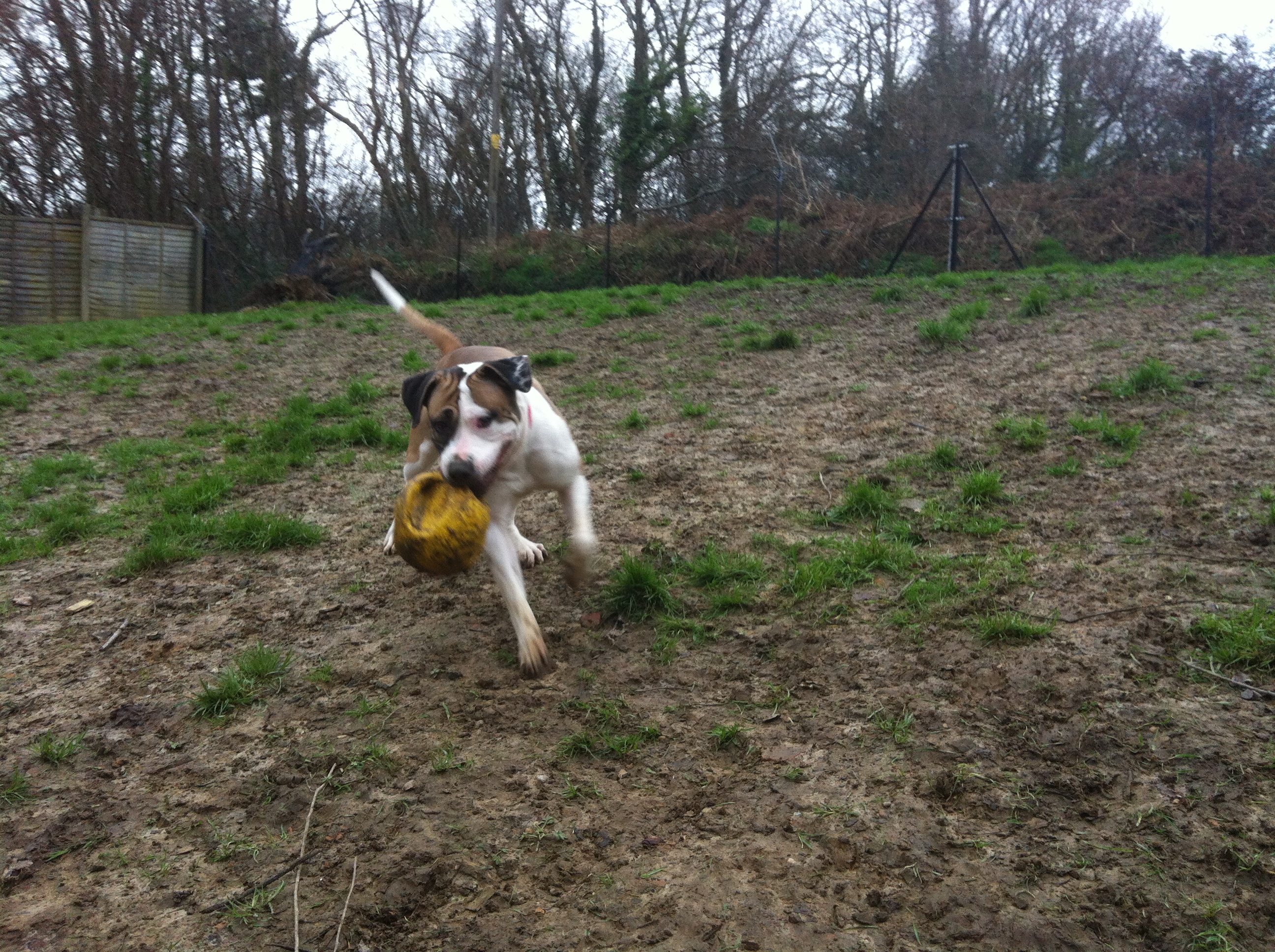 Gallery Lodge Gate Kennels