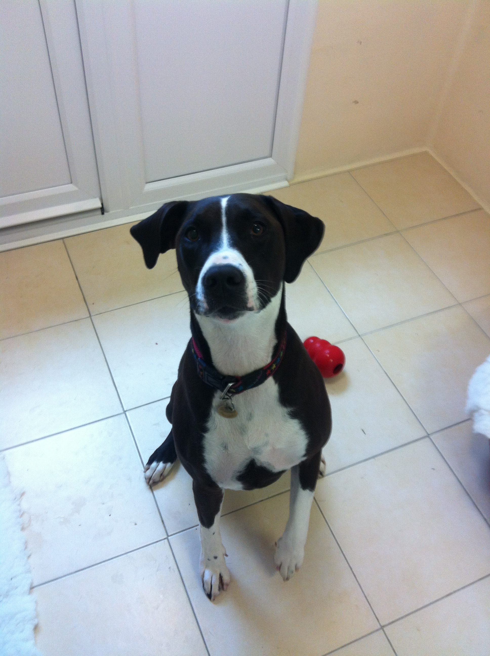 Gallery Lodge Gate Kennels