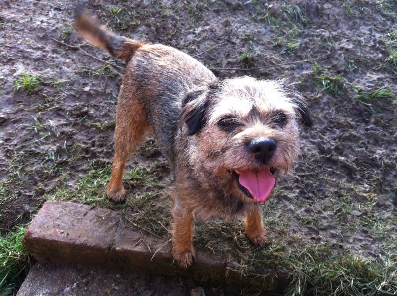 Gallery Lodge Gate Kennels