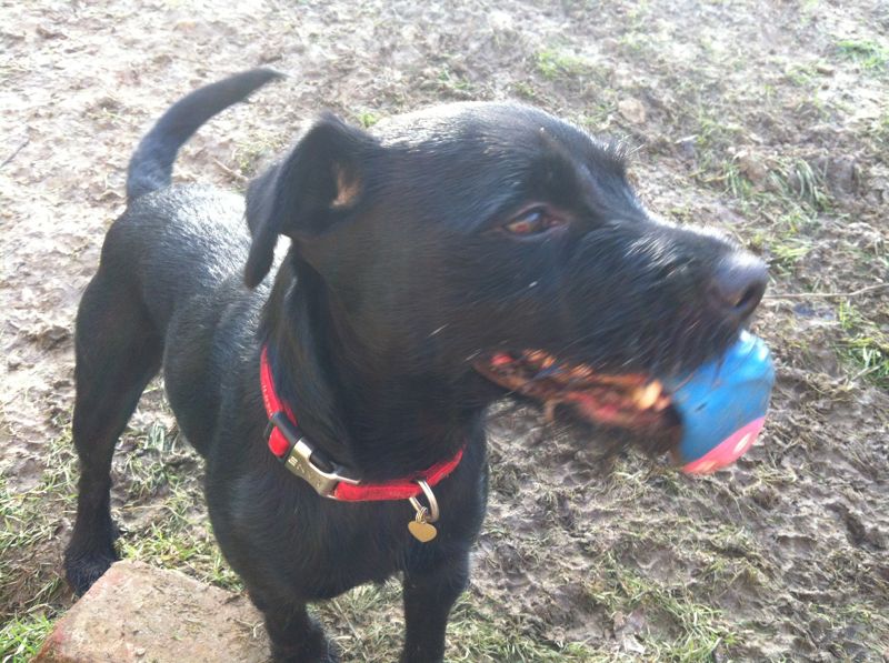 Gallery Lodge Gate Kennels