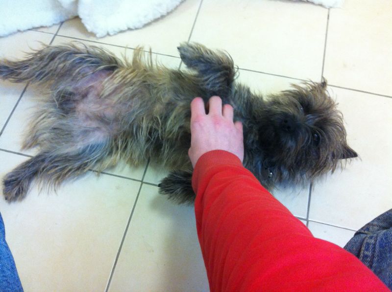 Gallery Lodge Gate Kennels