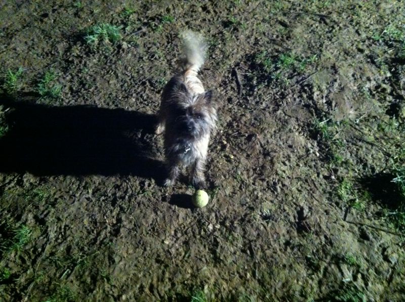 Gallery Lodge Gate Kennels